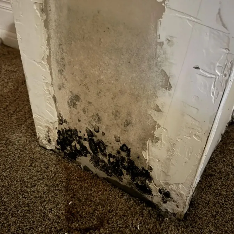 Professional Mold Removal in East Brunswick, NJ